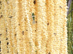 Theopropus rubrobrunneus