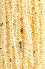 Theopropus rubrobrunneus