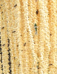 Theopropus rubrobrunneus