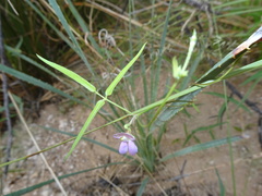 Phaseolus acutifolius