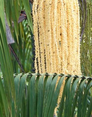 Theopropus rubrobrunneus