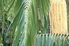 Theopropus rubrobrunneus