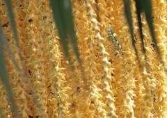 Theopropus rubrobrunneus