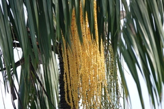 Theopropus rubrobrunneus