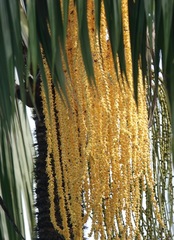 Theopropus rubrobrunneus