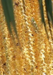 Theopropus rubrobrunneus