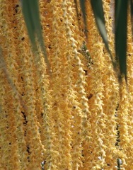 Theopropus rubrobrunneus