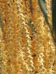 Theopropus rubrobrunneus