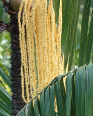 Theopropus rubrobrunneus