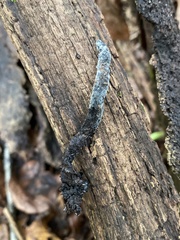 Xylaria longiana