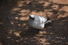 Leucopsar rothschildi