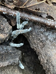 Xylaria longiana