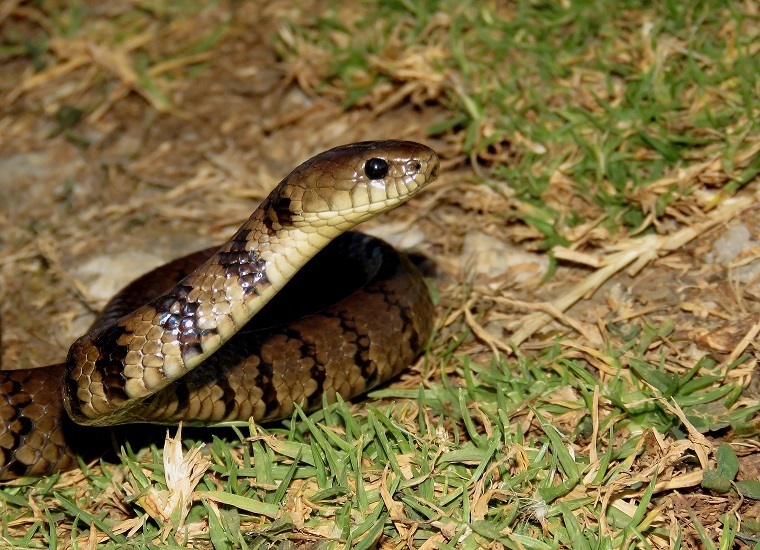 O'neill's Tree Snake