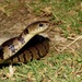 O'Neill's Tree Snake - Photo (c) Manuel Roncal, some rights reserved (CC BY-NC), uploaded by Manuel Roncal