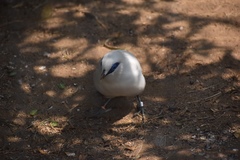 Leucopsar rothschildi