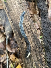 Xylaria longiana