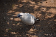Leucopsar rothschildi