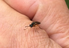 Athalia cordata