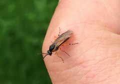 Athalia cordata