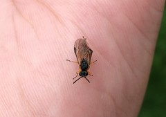 Athalia cordata