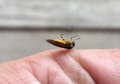 Athalia cordata