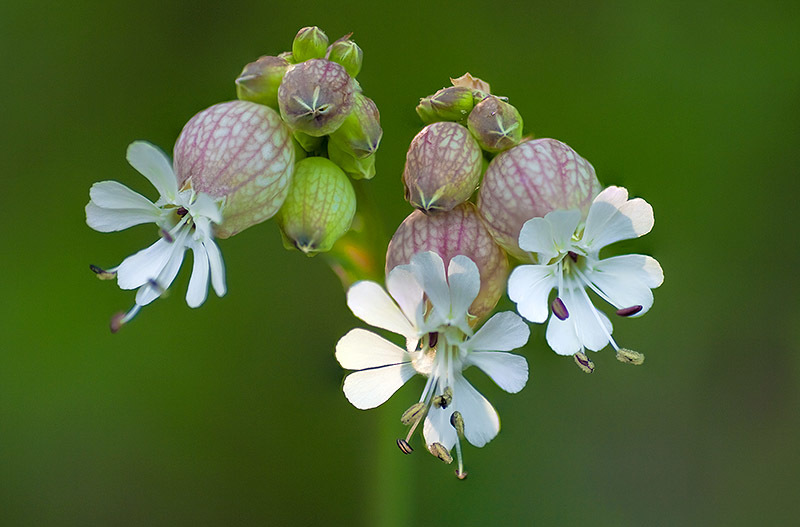 Silene