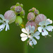 Bladder Campion - Photo (c) manual crank, some rights reserved (CC BY-NC-SA)