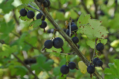 Ribes × nidigrolaria