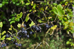 Ribes × nidigrolaria