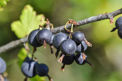 Ribes × nidigrolaria