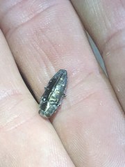 Chrysobothris octocola