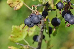 Ribes × nidigrolaria