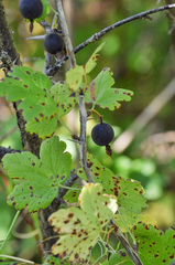 Ribes × nidigrolaria
