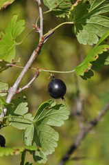 Ribes × nidigrolaria