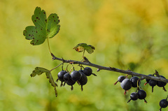 Ribes × nidigrolaria