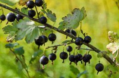 Ribes × nidigrolaria