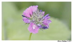 Sidalcea ranunculacea