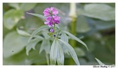 Sidalcea ranunculacea