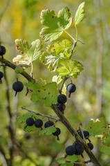 Ribes × nidigrolaria