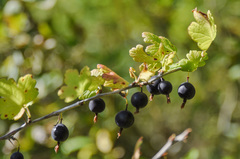 Ribes × nidigrolaria