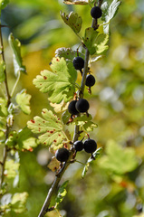 Ribes × nidigrolaria