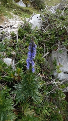 Aconitum tauricum