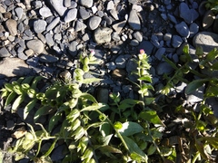 Nonea versicolor