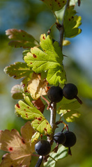 Ribes × nidigrolaria