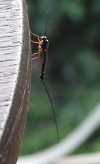 Dolichomitus imperator