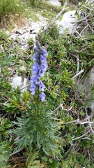 Aconitum tauricum