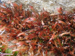 Orthothecium rufescens