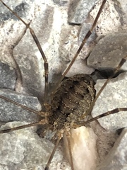 Opilio parietinus