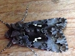 Autographa corusca
