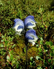 Aconitum biflorum